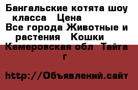 Бангальские котята шоу класса › Цена ­ 25 000 - Все города Животные и растения » Кошки   . Кемеровская обл.,Тайга г.